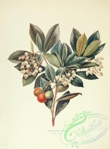 herbarium-00511 - Strawberry Tree, arbutus unedo