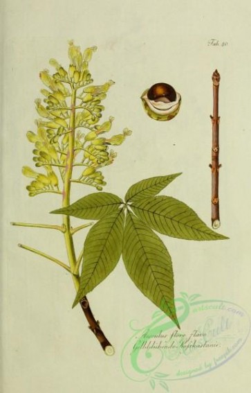 herbarium-00550 - aesculus flore flavo