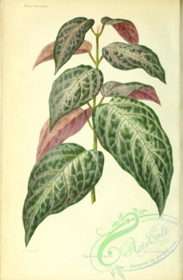 herbarium-00590 - bignonia argyrea