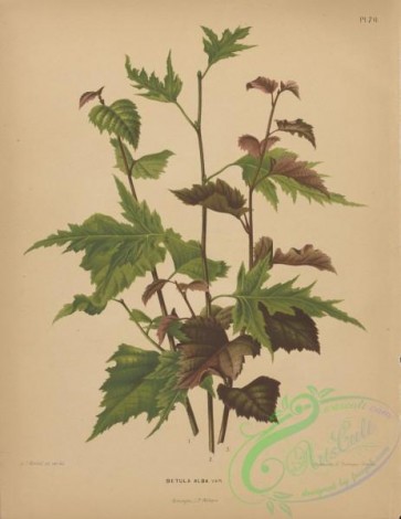 herbarium-00598 - betula alba