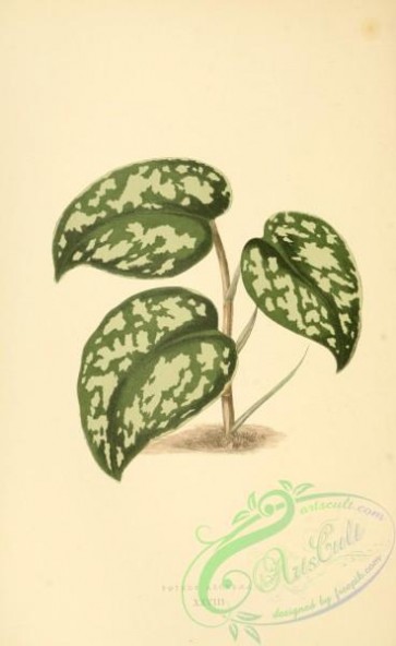 herbarium-00654 - pothos argyraea