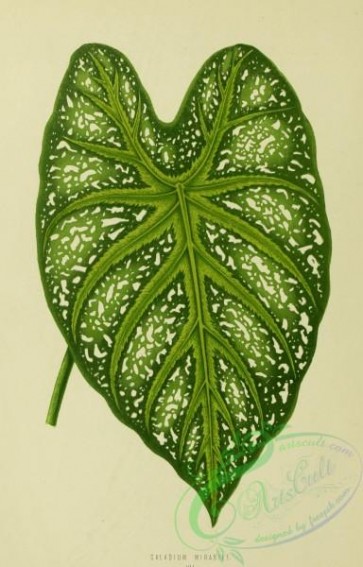 herbarium-00730 - caladium mirabile