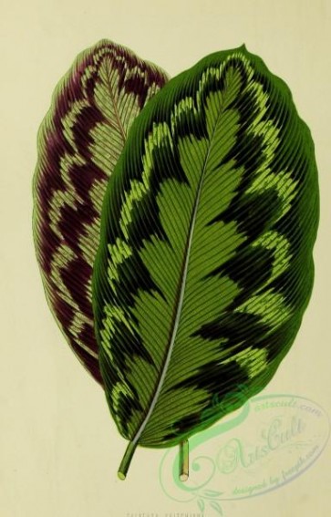 herbarium-00731 - calathea veitchiana