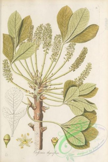 herbarium-00780 - 061-cussonia thyrsiflora