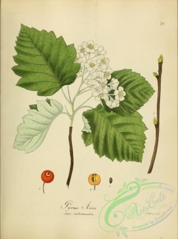 herbarium-00792 - pyrus aria intermedia