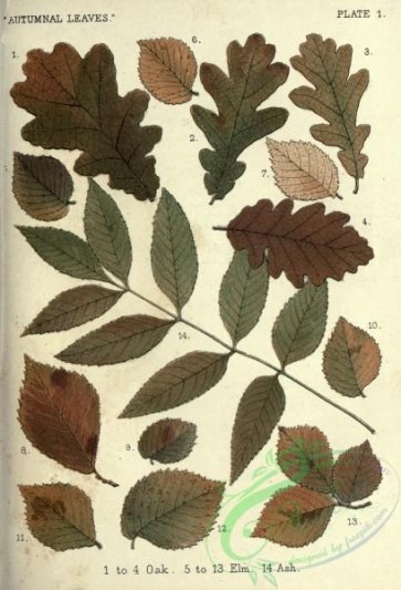 herbarium-00830 - Oak, Elm, Ash