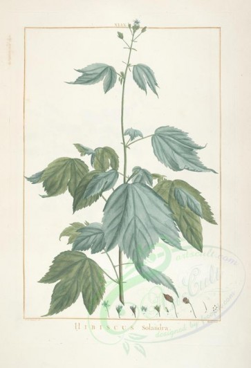 hibiscus-00104 - hibiscus solandra [2040x2986]