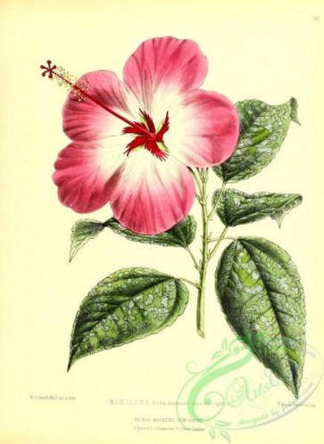 hibiscus-00205 - hibiscus albo-variegatus