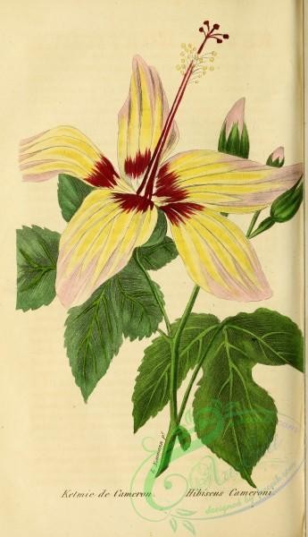 hibiscus-00222 - hibiscus cameroni