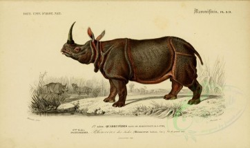 hoofed-00074 - Indian Rhinoceros [3662x2164]