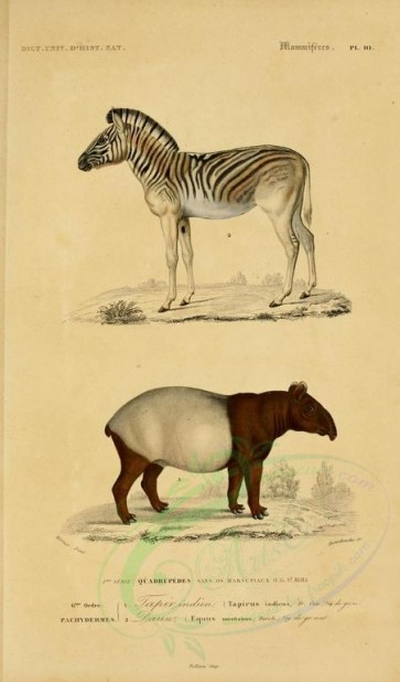hoofed-00075 - Malayan tapir, Zebra [2164x3677]