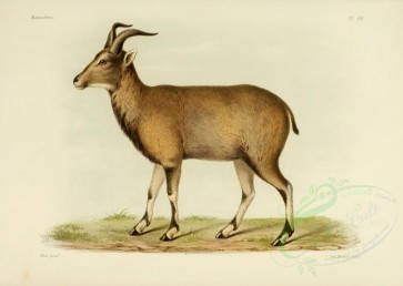 hoofed-00243 - Bharal or Himalayan blue sheep or naur [3486x2479]