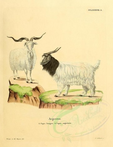 hoofed-00298 - Cashmere goat, Angora goat [2357x3051]