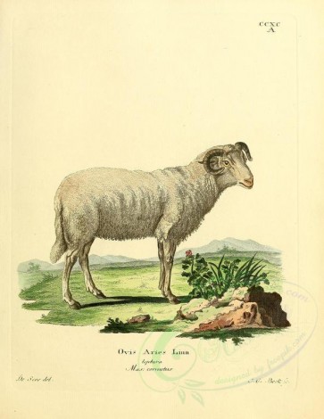 hoofed-00317 - Domestic Sheep, 2 [2357x3051]