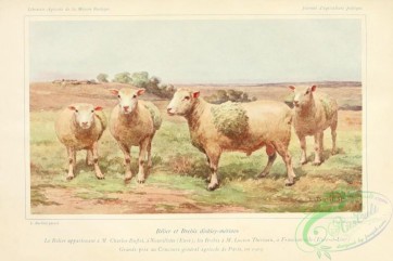 hoofed_cattlefarm-00069 - Sheep
