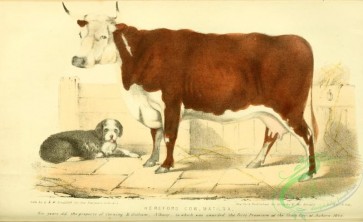 hoofed_cattlefarm-00148 - Hereford Cow