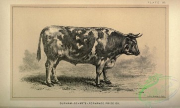 hoofed_cattlefarm-01629 - black-and-white 076-Ox