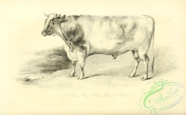 hoofed_cattlefarm-01754 - black-and-white 193-Shorthorn Bull