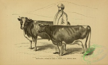 hoofed_cattlefarm-01765 - black-and-white 204-Cow, Bull