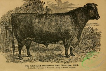 hoofed_cattlefarm-01801 - black-and-white 249-Short-horn Bull