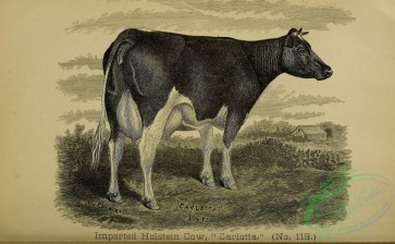 hoofed_cattlefarm-01817 - black-and-white 154-Holstein Cow