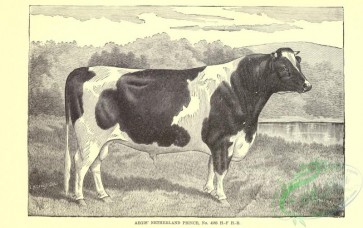 hoofed_cattlefarm-01897 - black-and-white 077-Bull