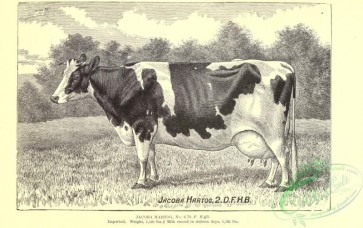 hoofed_cattlefarm-01914 - black-and-white 094-Cow