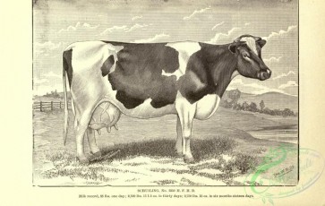 hoofed_cattlefarm-01939 - black-and-white 119-Cow