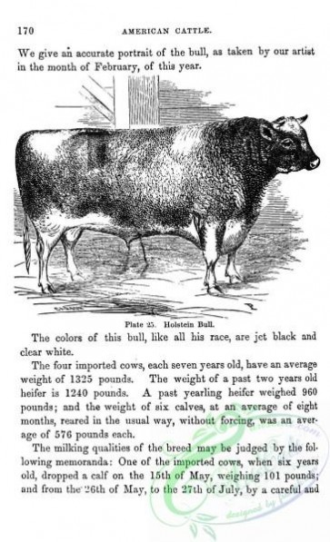 hoofed_cattlefarm-02027 - black-and-white 222-Holstein Bull
