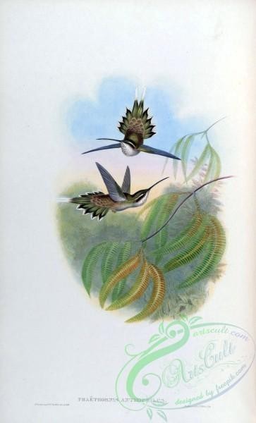 hummingbirds-00015 - Pale-bellied Hermit [1551x2560]