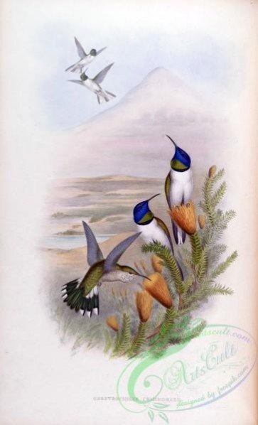 hummingbirds-00063 - Ecuadorian Hillstar [1557x2560]