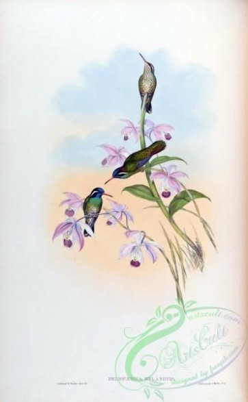 hummingbirds-00075 - heliopaedica melanotis [1583x2560]