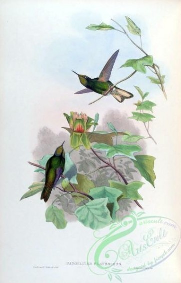 hummingbirds-00092 - panoplites flavescens [1600x2496]