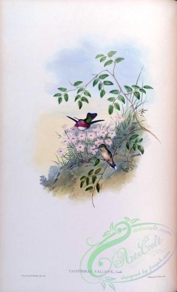 hummingbirds-00132 - calothorax calliope [1552x2560]