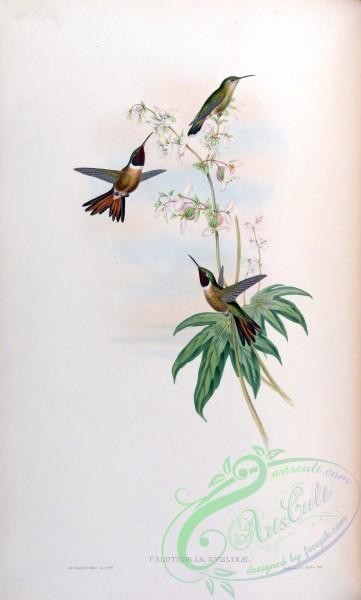 hummingbirds-00135 - calothorax evelinae [1544x2560]