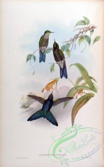 hummingbirds-00184 - ramphomicron stanleyi [1588x2560]
