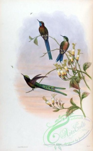 hummingbirds-00223 - cynanthus bolivianus [1590x2560]