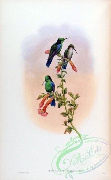hummingbirds-00258 - thalurania hypochlora [1588x2560]