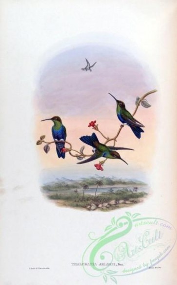 hummingbirds-00259 - thalurania jelskii [1588x2560]