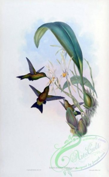 hummingbirds-00293 - eriocnemis derbianus [1587x2560]