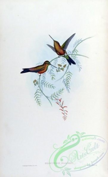 hummingbirds-00295 - eriocnemis isaacsoni [1563x2560]