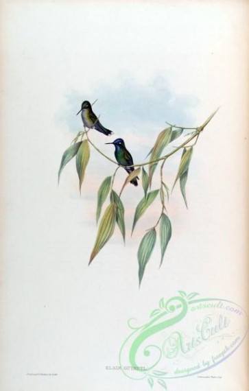 hummingbirds-00346 - Violet-headed Hummingbird [1600x2508]