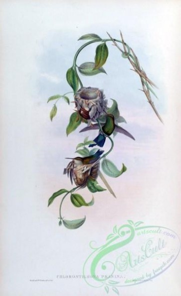 hummingbirds-00368 - chlorostilbon prasina [1573x2560]
