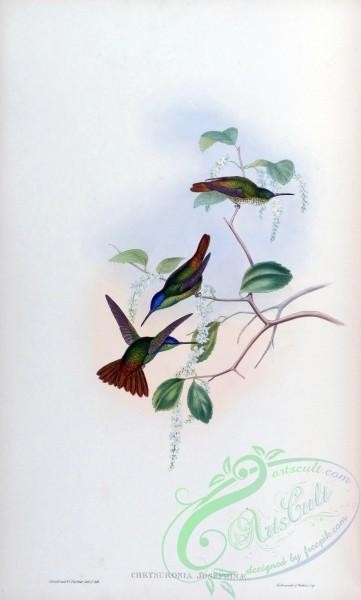 hummingbirds-00372 - chrysuronia josephinae [1543x2560]