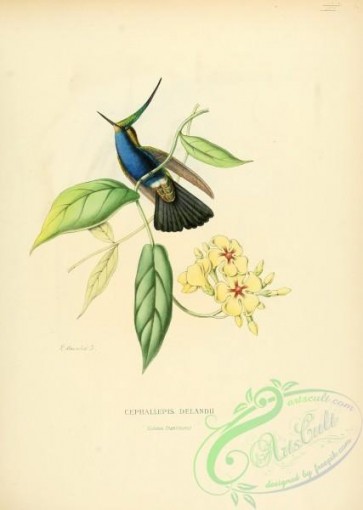 hummingbirds-00444 - cephallepis delandii [2545x3574]