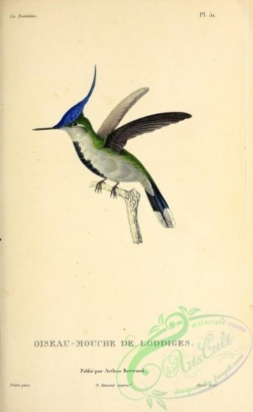 hummingbirds-00605 - ornismya loddigesii [2713x4403]