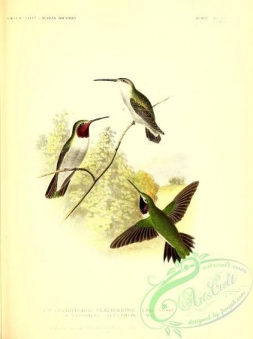 hummingbirds-00936 - 070-selasphorus platycercus, Black-chinned Hummingbird [2857x3830]
