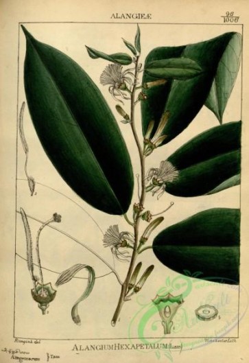 indian_plants-00317 - alangium hexapetalum