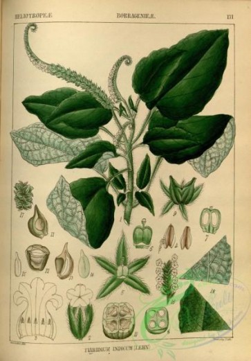 indian_plants-00403 - tiaridium indicum