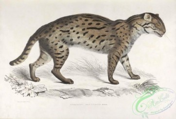 indian_zoology-00004 - 004-Vivirine Cat, felis vivirinus